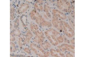 IHC-P analysis of kidney tissue, with DAB staining. (WNT2 Antikörper  (AA 26-360))
