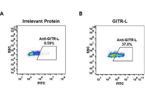 Expi 293 cell line transfected with irrelevant protein  (A) and human GITR-L  (B) were surface stained with Rabbit anti-GITR-L monoclonal antibody 15 μg/mL (clone: DM52) followed by Alexa 488-conjugated anti-rabbit IgG secondary antibody.