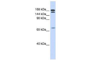 CUX2 antibody used at 0. (CUX2 Antikörper  (N-Term))