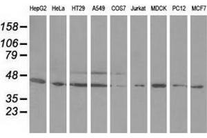 Western blot analysis of extracts (35 µg) from 9 different cell lines by using anti-ODC1 monoclonal antibody.