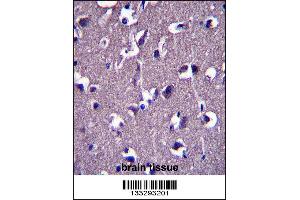 GRID1 Antibody immunohistochemistry analysis in formalin fixed and paraffin embedded human brain tissue followed by peroxidase conjugation of the secondary antibody and DAB staining. (GRID1 Antikörper  (C-Term))