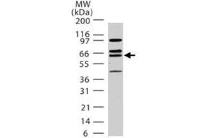 Western blot analysis of human LMNA in 15 ugs of HeLa cell lysate. (Lamin A/C Antikörper  (AA 249-266))