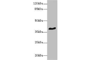 Western blot All lanes: GPR18 antibody at 8 μg/mL + Mouse brain tissue Secondary Goat polyclonal to rabbit IgG at 1/10000 dilution Predicted band size: 39 kDa Observed band size: 39 kDa (GPR18 Antikörper  (AA 290-331))