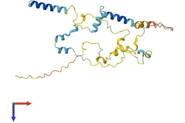 MYOZ2 Protein (AA 1-264) (His tag)