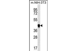 ICS Antibody (N-term) (ABIN656869 and ABIN2846073) western blot analysis in mouse NIH-3T3 cell line lysates (35 μg/lane). (PAICS Antikörper  (N-Term))