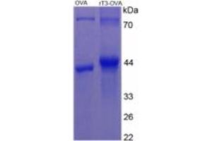 SDS-PAGE of Protein Standard from the Kit (rT3).