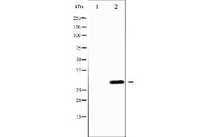 Western blot analysis of DARPP-32 phosphorylation expression in Forskolin treated COS7 whole cell lysates,The lane on the left is treated with the antigen-specific peptide. (DARPP32 Antikörper  (pThr75))