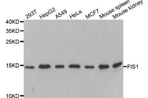 Western blot analysis of extracts of various cell lines, using FIS1 antibody. (Fission 1 Antikörper)