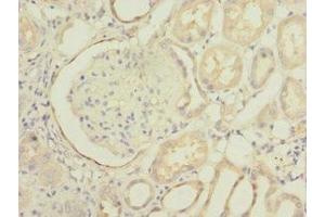 Immunohistochemistry of paraffin-embedded human kidney tissue using ABIN7163200 at dilution of 1:100