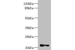 Western blot All lanes: TNNI2 antibody at 3. (TNNI2 Antikörper  (AA 1-100))