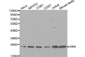 Western blot analysis of extracts of various cell lines, using RAN antibody (ABIN5970364) at 1/1000 dilution. (RAN Antikörper)