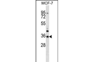 MORN3 Antibody (Center) (ABIN656878 and ABIN2846078) western blot analysis in MCF-7 cell line lysates (35 μg/lane).