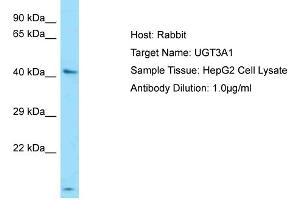 Host: Rabbit Target Name: UGT3A1 Sample Type: HepG2 Whole cell lysates Antibody Dilution: 1.