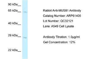 Western Blotting (WB) image for anti-MUS81 Endonuclease Homolog (MUS81) (C-Term) antibody (ABIN2788792) (MUS81 Antikörper  (C-Term))