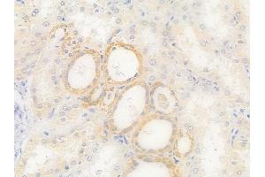 ABIN7093261 and ABIN7097280 at 1/100 staining human normal kidney tissue by IHC-P.