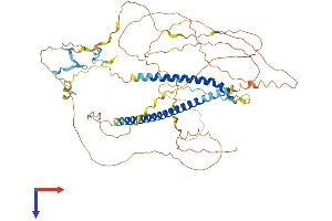 MSL1 Protein (AA 1-614) (His tag)