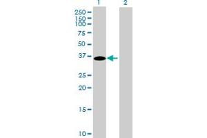 Western Blot analysis of C16orf78 expression in transfected 293T cell line by C16orf78 MaxPab polyclonal antibody. (C16orf78 Antikörper  (AA 1-265))