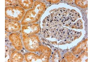 ABIN185477 (2µg/ml) staining of paraffin embedded Human Kidney. (Adenosine A2b Receptor Antikörper  (C-Term))