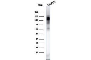 Western Blot Analysis of spleen tissue lysate using CD11b Monospecific Mouse Monoclonal Antibody (ITGAM/3338). (CD11b Antikörper  (AA 941-1074))