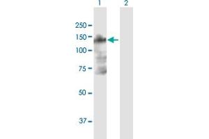 Western Blot analysis of B4GALNT3 expression in transfected 293T cell line by B4GALNT3 MaxPab polyclonal antibody. (B4GALNT3 Antikörper  (AA 1-998))