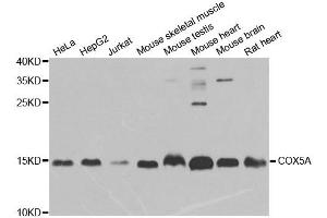 Western blot analysis of extracts of various cell lines, using COX5A antibody.