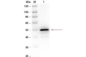 Western Blot of Rabbit anti-Alkaline Phosphatase (E. (Alkaline Phosphatase Antikörper  (Biotin))