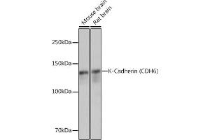 CDH6 Antikörper