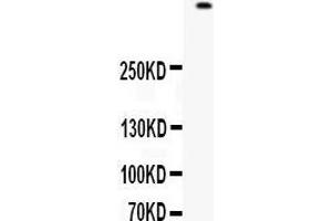 Western blot analysis of Filaggrin expression in 22RV1 whole cell lysates (lane 1). (Filaggrin Antikörper  (AA 1-261))