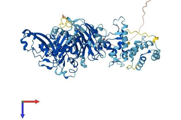 CAPN11 Protein (AA 1-739) (His tag)