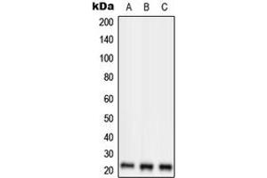 Western blot analysis of RKIP expression in HepG2 (A), SP2/0 (B), H9C2 (C) whole cell lysates. (PEBP1 Antikörper  (Center))