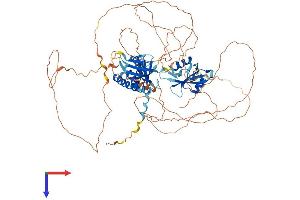 SH2B1 Protein (AA 1-756) (His tag)