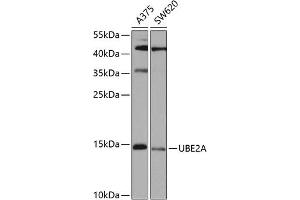 Western blot analysis of extracts of various cell lines, using UBE2A antibody (ABIN6132760, ABIN6149782, ABIN6149784 and ABIN6223686) at 1:1000 dilution. (UBE2A Antikörper  (AA 1-152))