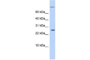 ARID5A antibody used at 0. (ARID5A Antikörper  (N-Term))