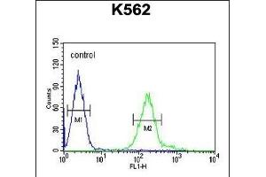 RDH16 Antibody (N-term) (ABIN651647 and ABIN2840343) flow cytometric analysis of K562 cells (right histogram) compared to a negative control cell (left histogram). (RDH16 Antikörper  (N-Term))