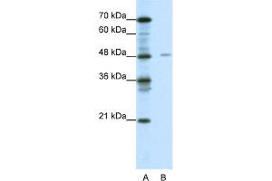 WB Suggested Anti-NFIX Antibody Titration:  0. (NFIX Antikörper  (Middle Region))