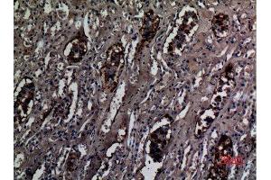 Immunohistochemistry (IHC) analysis of paraffin-embedded Human Kidney, antibody was diluted at 1:100. (RHCG Antikörper  (Internal Region))