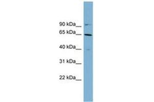 Image no. 1 for anti-Keratin 84 (KRT84) (AA 215-264) antibody (ABIN6743831) (Keratin 84 Antikörper  (AA 215-264))
