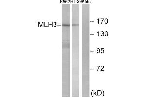 Western Blotting (WB) image for anti-MutL Homolog 3 (MLH3) (Internal Region) antibody (ABIN1850478) (MLH3 Antikörper  (Internal Region))