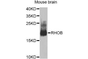 Western blot analysis of extracts of mouse brain, using RHOB Antibody (ABIN5975835) at 1/1000 dilution. (RHOB Antikörper)
