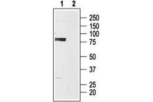 Western blot analysis of HCN3 in rat brain lysate: - 1. (HCN3 Antikörper  (Intracellular))