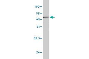 Western Blot detection against Immunogen (66. (Biglycan Antikörper  (AA 1-368))