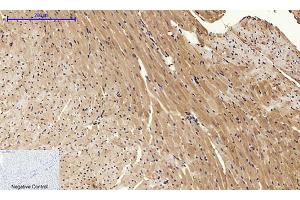 Immunohistochemical analysis of paraffin-embedded mouse heart tissue.