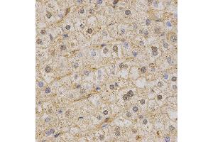 Immunohistochemistry (IHC) image for anti-Potassium Voltage-Gated Channel, KQT-Like Subfamily, Member 1 (KCNQ1) (AA 250-549) antibody (ABIN3023121) (KCNQ1 Antikörper  (AA 250-549))