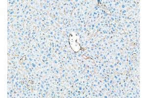 Immunohistochemistry (IHC) image for anti-Platelet/endothelial Cell Adhesion Molecule (PECAM1) (AA 1-50) antibody (ABIN7449414)
