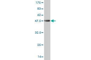 Western Blotting (WB) image for anti-Lymphoid Enhancer-Binding Factor 1 (LEF1) (AA 14-123) antibody (ABIN526526)