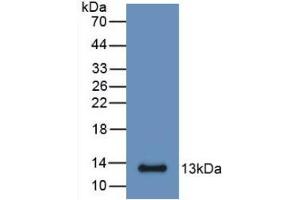 Western Blot; Sample: Recombinant S100A6, Mouse.