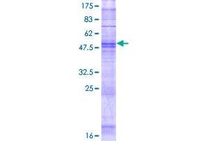 Image no. 1 for Olfactory Receptor, Family 8, Subfamily H, Member 1 (OR8H1) (AA 1-311) protein (GST tag) (ABIN1313635) (OR8H1 Protein (AA 1-311) (GST tag))