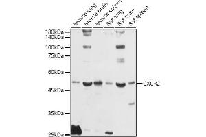 Western blot analysis of extracts of various cell lines, using CXCR2 antibody (ABIN1680461, ABIN3017662, ABIN3017663 and ABIN6220198) at 1:1000 dilution. (CXCR2 Antikörper)