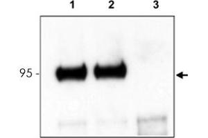Mouse cortex lysate was immunoprecipitated with Ntrk3 polyclonal antibody  and further blotted with affinity purified anti-Ntrk3. (NTRK3 Antikörper  (C-Term))