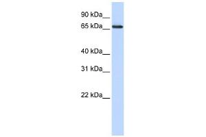WDSOF1 antibody used at 1 ug/ml to detect target protein.